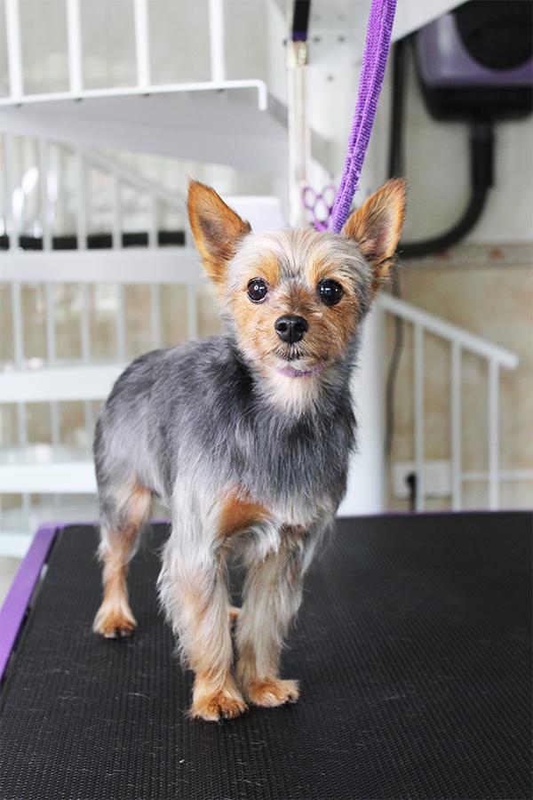 escalera_en_san_sebastian_para_peluqueria_canina_en_amara.jpg