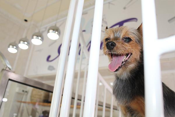 un perrito bien peinado en la peluqueria canina y estetica anna tor de donostia san sebastian